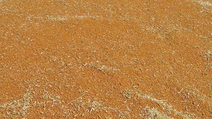 Mardin’de 137 bin tonluk buğday vurgununda 9 tutuklama