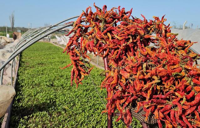 Karaağaç acı biberi üreticisi, fidesini de kendisi yetiştirip maliyeti azalttı