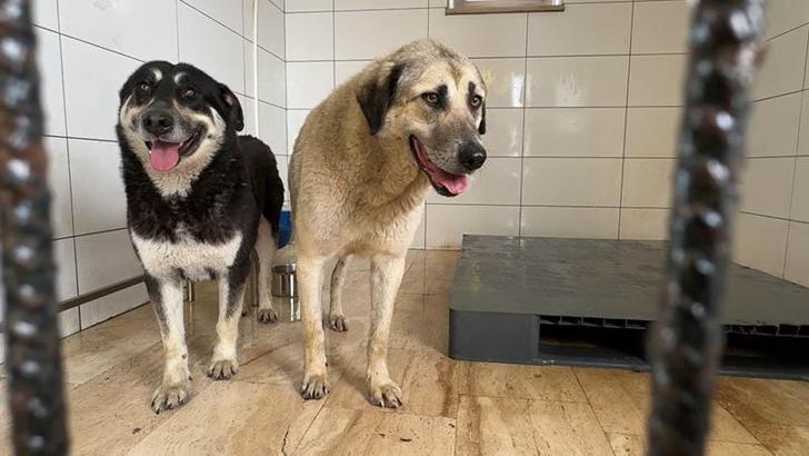 Avcılar'da zehirlendiği iddia edilen 2 köpek kurtarıldı