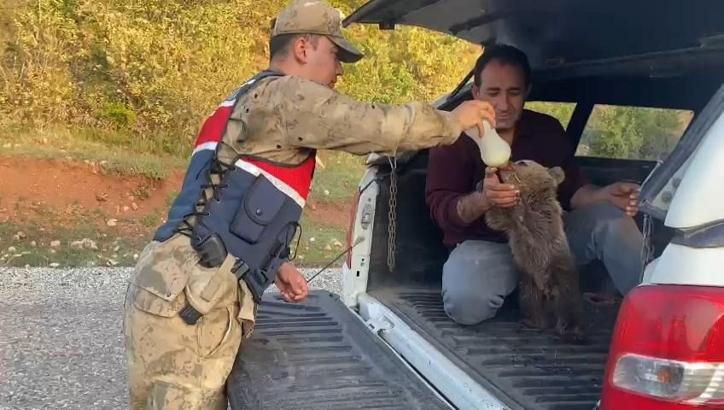 Yalnız bulunan yavru ayı, biberon ile beslendikten sonra doğaya bırakıldı