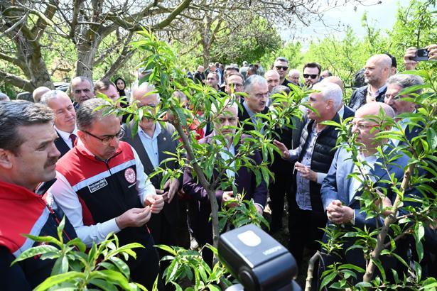 Bakan Yardımcısı Gümen: İznik’te 63 bin dekar alan zirai dondan etkilendi