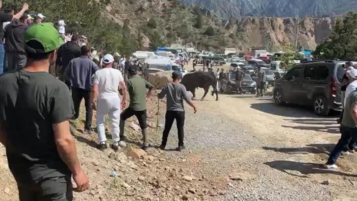 Boğaların güreşi arenanın dışına taştı, izleyiciler tedirginlik yaşadı