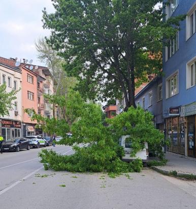 Ağacın kırılan dalı park halindeki hafif ticari aracın üstüne düştü