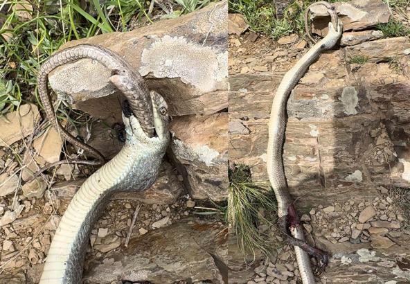 Hakkari'de yılan, bir başka yılanı yerken görüntülendi