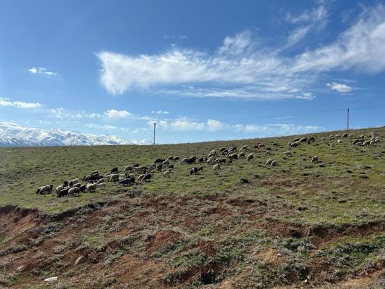 70 bin TL maaşla çoban bulamayan köylüler, sırayla hayvanları otlatıyor
