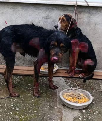 Araç arkasında sürüklenen 2 köpek, aylar sürecek tedaviye alındı