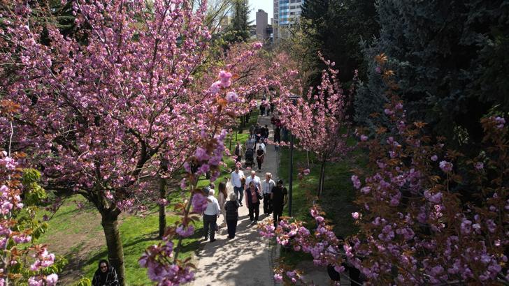 Ankara'nın Dikmen Vadisi, sakuralarla renklendi