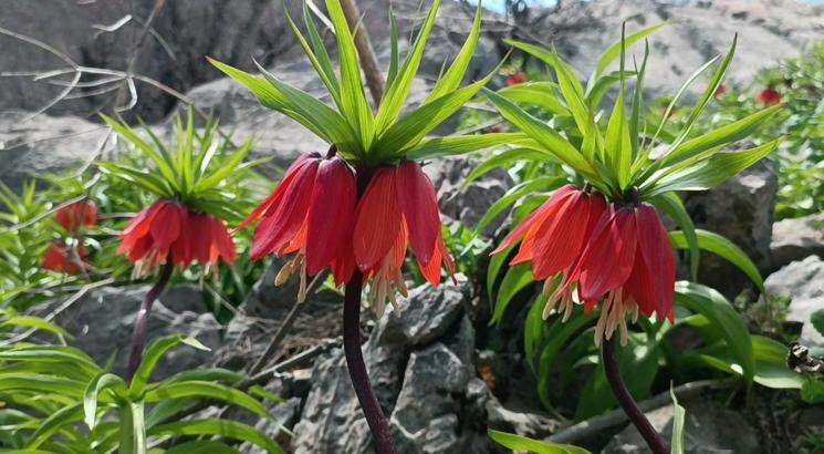 En fazla 1 ay yaşayabilen ters laleleri görmeye geliyorlar