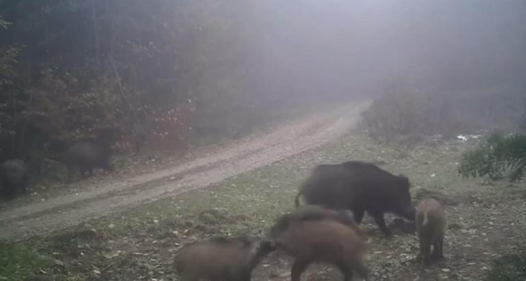 Türkiye'nin yaban hayatı zenginliği fotokapanlarda