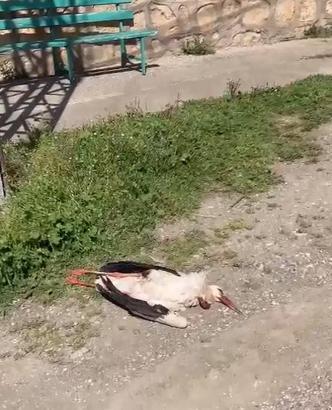 Akıma kapılan leylek öldü