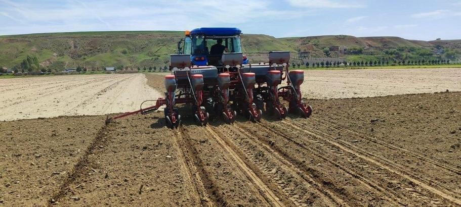 Batman'da yer fıstığı ekimi yapıldı