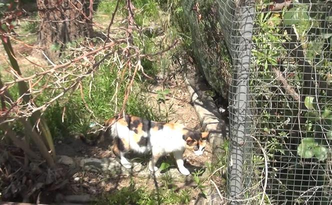 Apartman bahçesindeki 8 yavru kedi, kesici aletle öldürüldü (2)