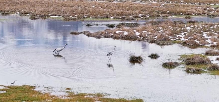Ekşisu Sazlığı’nda turnalar, yavrularıyla görüntülendi