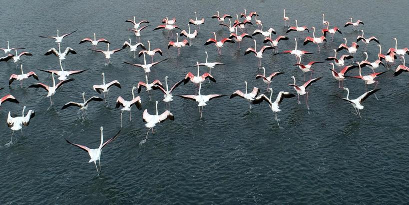 Flamingoların ilk kafilesi, Van Gölü Havzası'ndaki sulak alanlara geldi