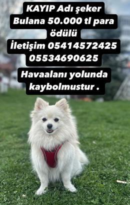 Kayıp köpeği Şeker'i bulana 50 bin lira ödül verecek
