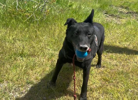 ‘Zeytin’ ve ‘Gölge’nin operasyon hazırlığını DHA görüntüledi; top ararken uyuşturucu buluyorlar