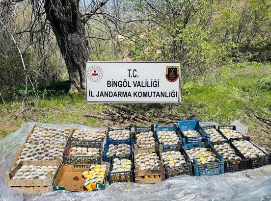 Bingöl’de pet bardaklar içerisinde 480 kök Hint keneviri ele geçirildi