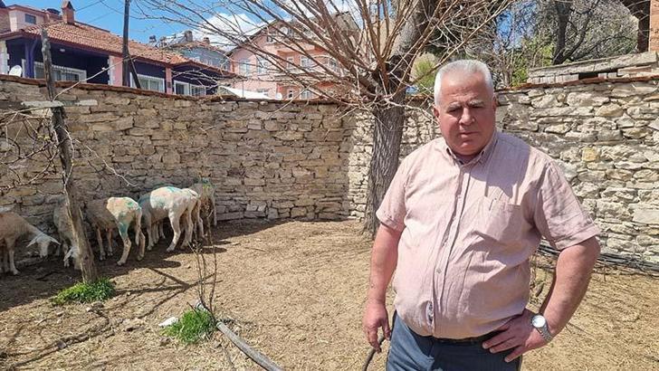 Sokak köpeklerinin saldırısında 7 koyun öldü