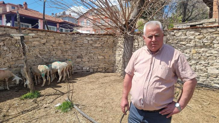 Sokak köpeklerinin saldırısında 7 koyun öldü