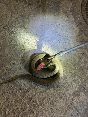 Cizre'de evin bahçesine giren yılanı itfaiye çıkardı