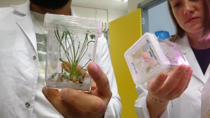 Nesli tükenmekte olan bitkiler laboratuvarda yaşatılıyor