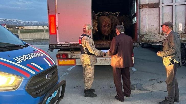 Ağrı'da çalınan 300 küçükbaş, Bitlis'te jandarmanın durdurduğu TIR'larda bulundu