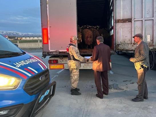 Ağrı'da çalınan 300 küçükbaş, Bitlis'te jandarmanın durdurduğu TIR'larda bulundu