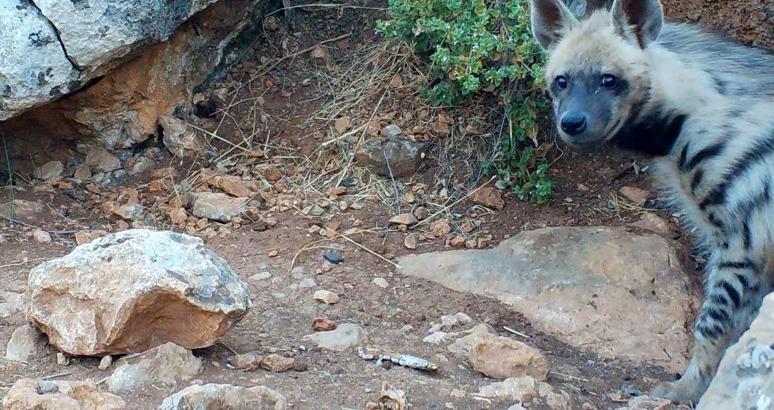 Nesli tehlike altındaki çizgili sırtlan görülen 2 alana koruma