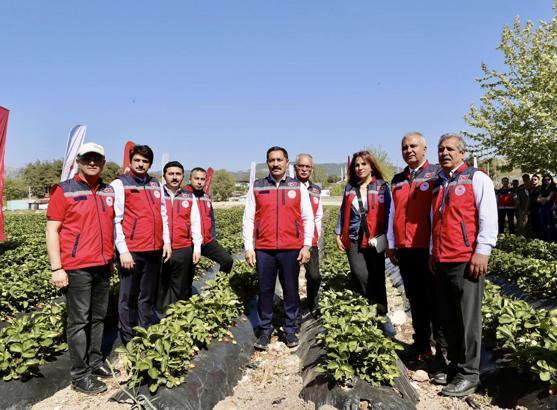 Hatay’da çilek hasadı başladı
