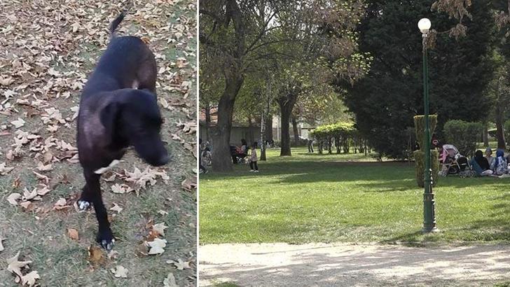 Sokak köpeğinin saldırdığı 2 çocuk yaralandı