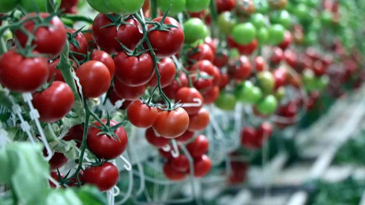 Virüslü domates tohumu iade edildi