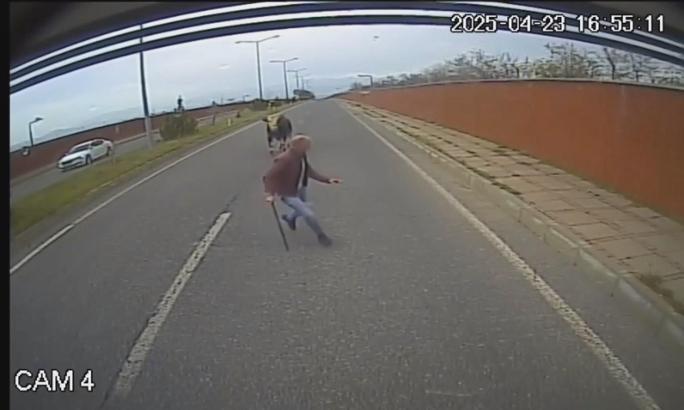 Otobüs şoförü, yola çıkan boğanın saldırısına uğradı; o anlar kamerada