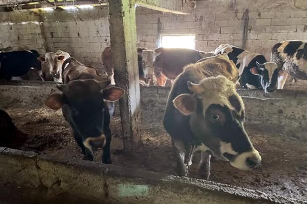 Kırklareli'ye kaçak hayvan getiren kişiye 109 bin lira ceza