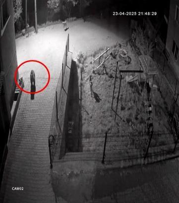 Sokak köpekleri, konteynerde yiyecek arayan ayıyı kovaladı