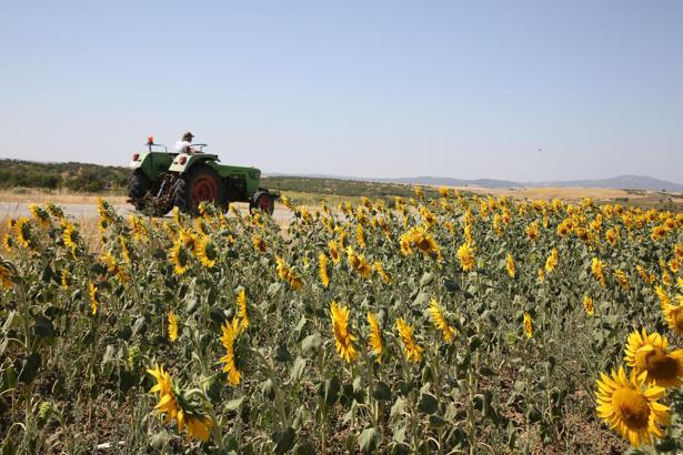 Edirne’de üreticilere ikinci üründe yüzde 75 hibeli ayçiçeği tohumu dağıtılacak