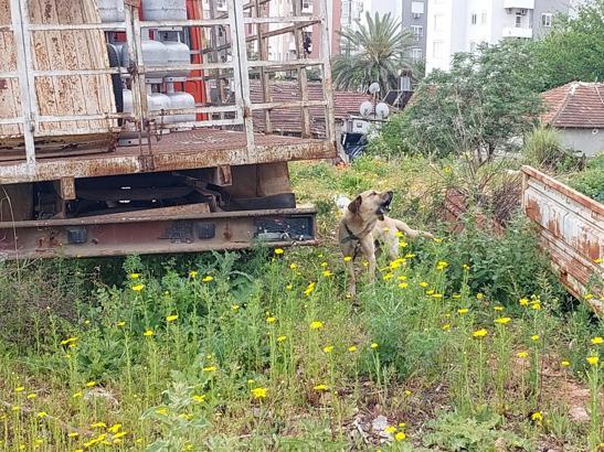 Bakımı ihmal edilen köpeğin sahibine 10 bin 385 TL para cezası