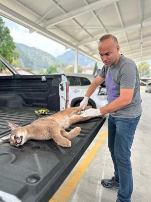 Muğla'da araç çarpan karakulak öldü