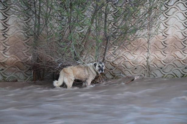 Oltu Çayı'nda sürüklenen köpek, 4 saatte kurtarıldı