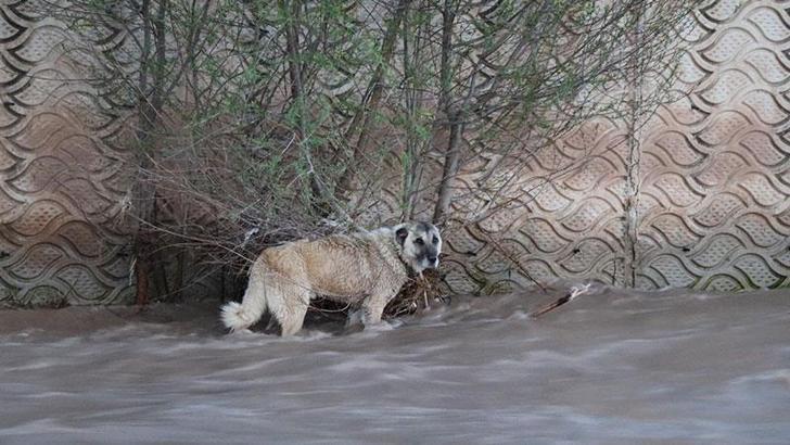 Oltu Çayı'nda sürüklenen köpek, 4 saatte kurtarıldı