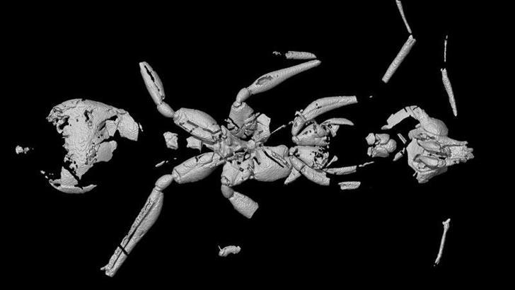 Brezilya'da bilinen 'en eski karınca fosili' keşfedildi