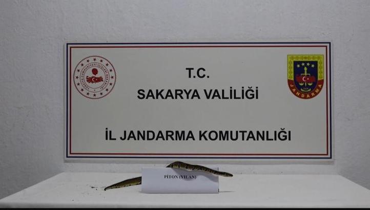 İş yerinde kraliyet pitonu ele geçirildi