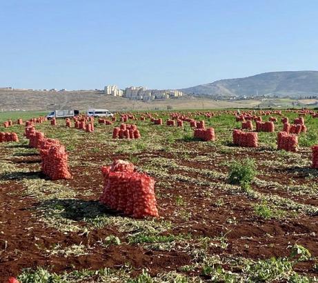 Hatay’da ihraç edilecek soğanlardan numune alındı