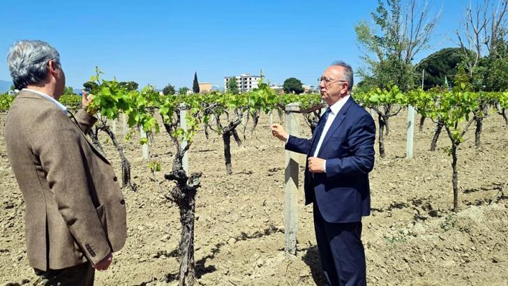 Manisa'da don olayından zarar gören üreticilere destek