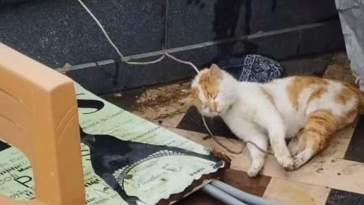 Cami avlusunda iple boğulmuş kedi bulundu