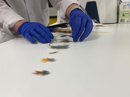 Yaralı ebabil ve kırlangıçlar, tüy implantasyonu ile doğaya döndürülüyor