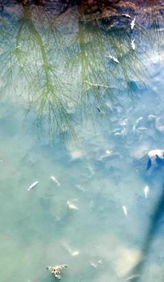 Yeşilırmak'ta balık ölümleri