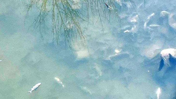 Yeşilırmak'ta balık ölümleri