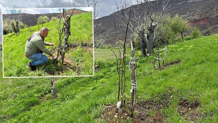 Geçen sene köklerinden kestikleri ceviz ağaçlarının bu yıl da filizlerini kopardılar