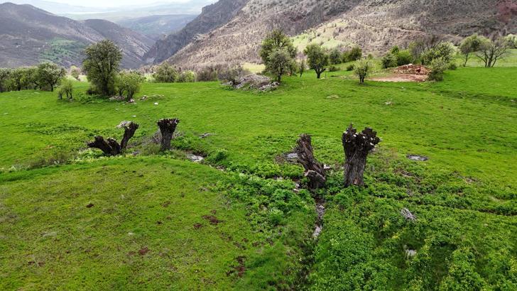 Geçen sene köklerinden kestikleri ceviz ağaçlarının bu yıl da filizlerini kopardılar