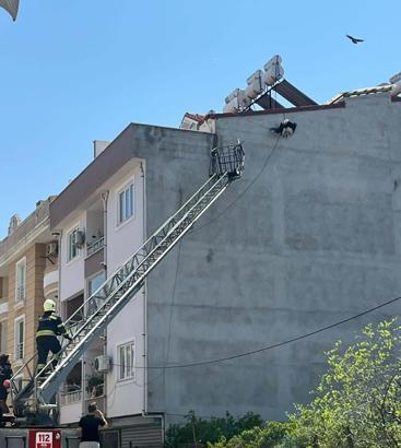 Leylek kurtarma operasyonu